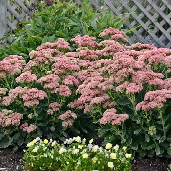 5 Perennial Organic Sedum 'Autumn Joy' Stonecrop Plants Flowers Herbs - Picture 4 of 7